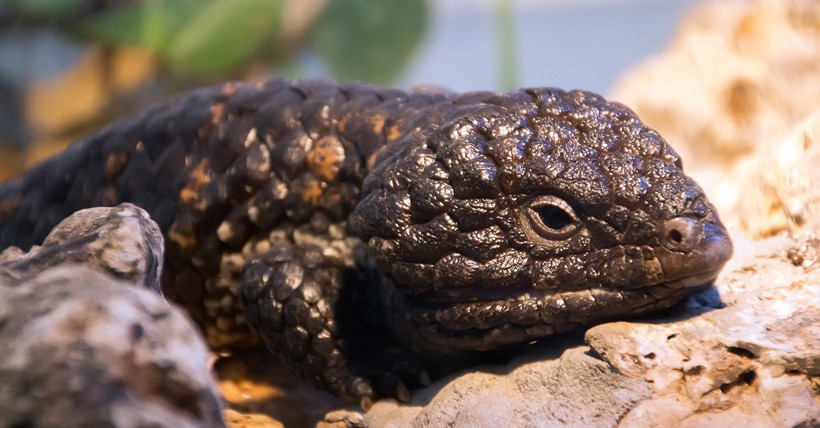 The Gila Monster hatchlings are only a few inches in length Gila Monster young
