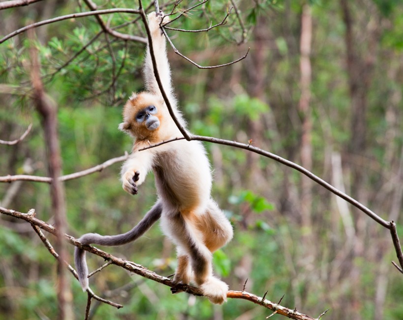 Golden snub-nosed monkey climing in the trees