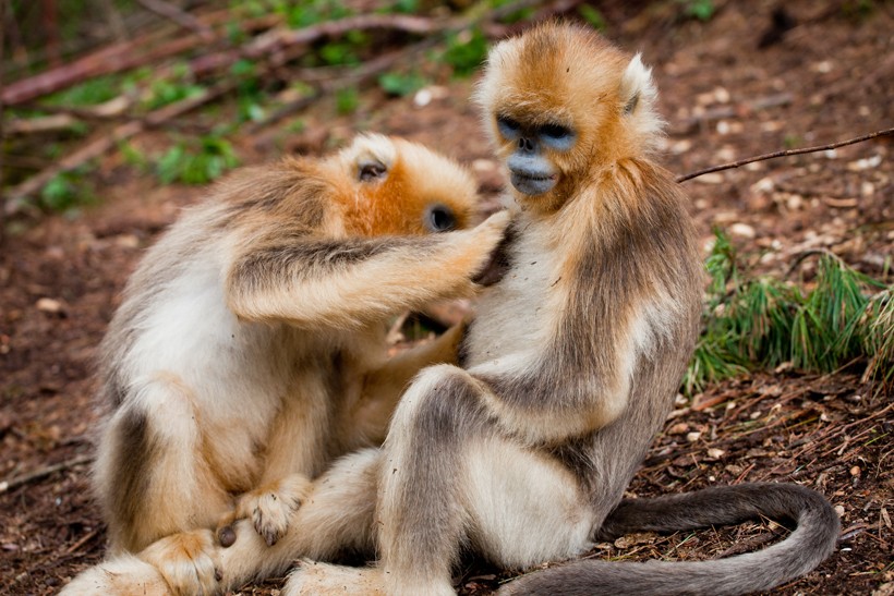 Golden Snub-nosed monkey delousing eachother