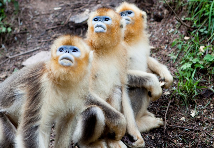 Group of snub-nosed monkeys