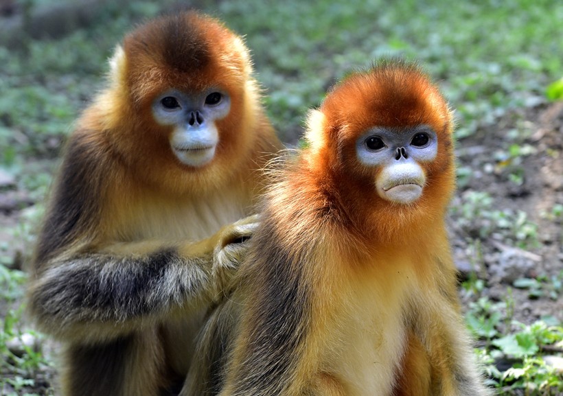 Golden Snub-nosed monkeys delousing eachother