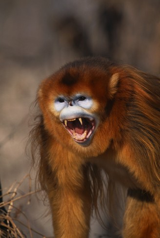Golden Snub-nosed monkey snarling