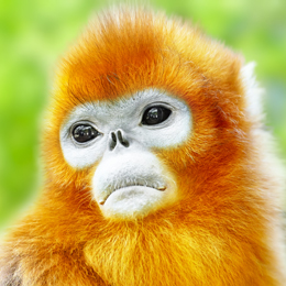 Golden Snub-nosed monkey