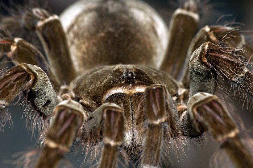 Beautiful closeup of the bird-eating spider Closeup of the bird-eating spider