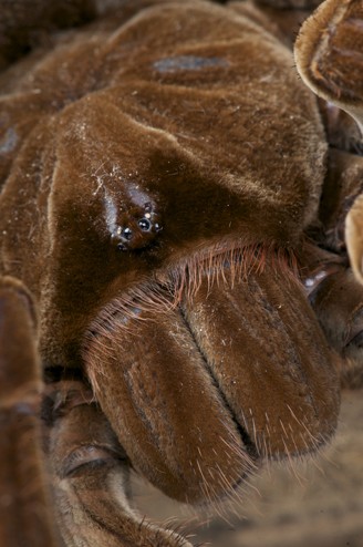 goliath bird eating spider eyes