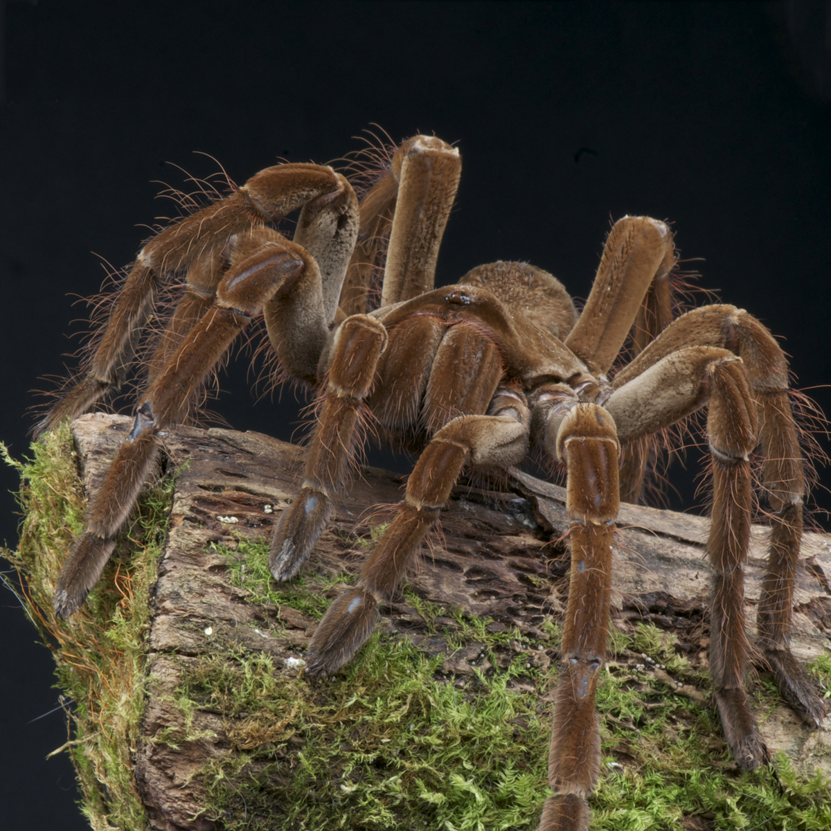 male goliath bird eating spider