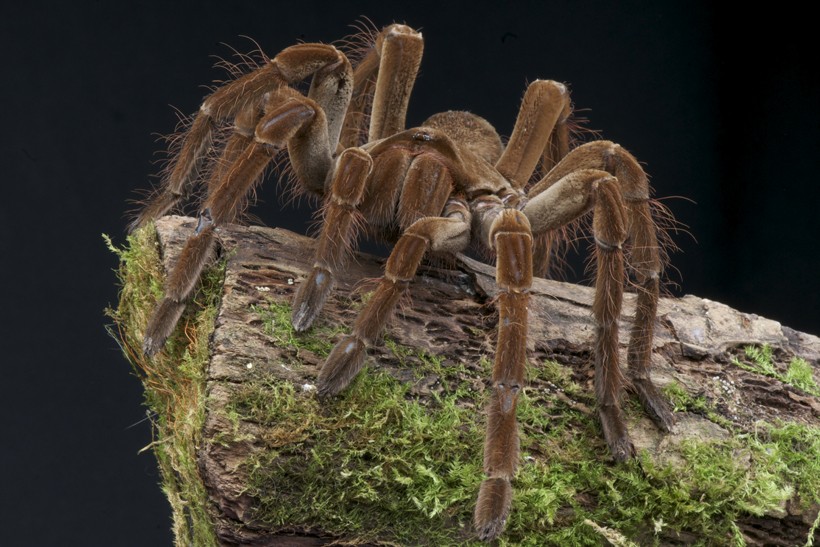 Bird-eater patiently waiting on a rock Goliath bird-eating spider on a rock