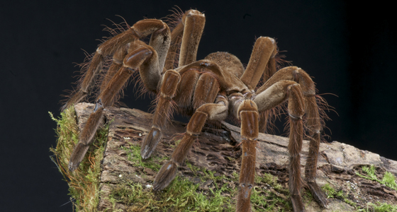 tarantula eating bird