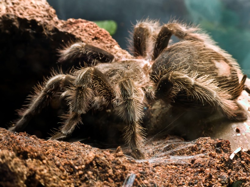 Goliath bird-eating spider at the entrance of its burrow