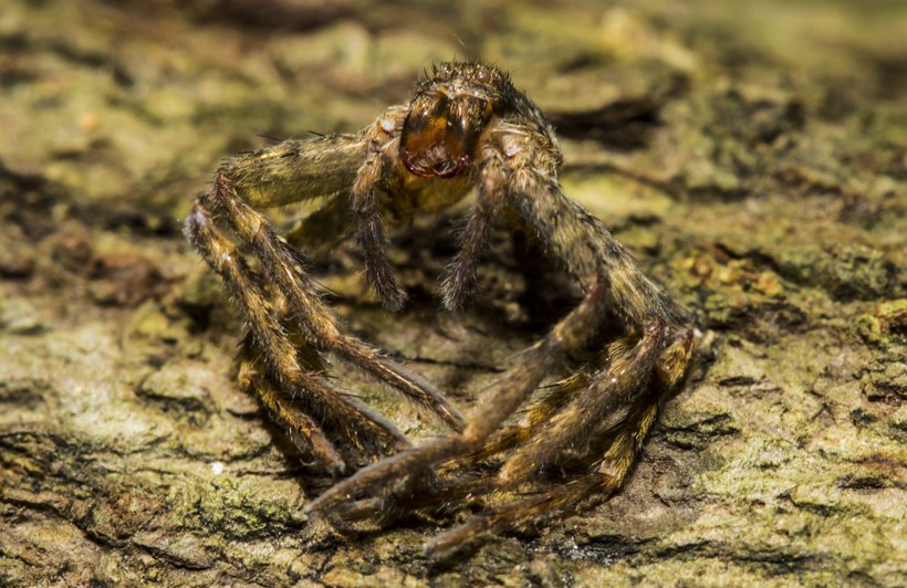 Exoskeleton of a spider (molting)