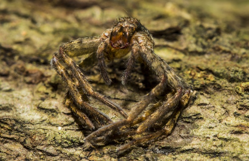 Molting allows Goliath spiders to regenerate broken limbs. Exoskeleton of a spider (molting)