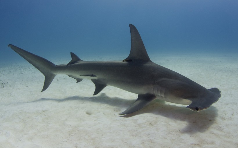 Great Hammerhead, Bimini, Bahamas