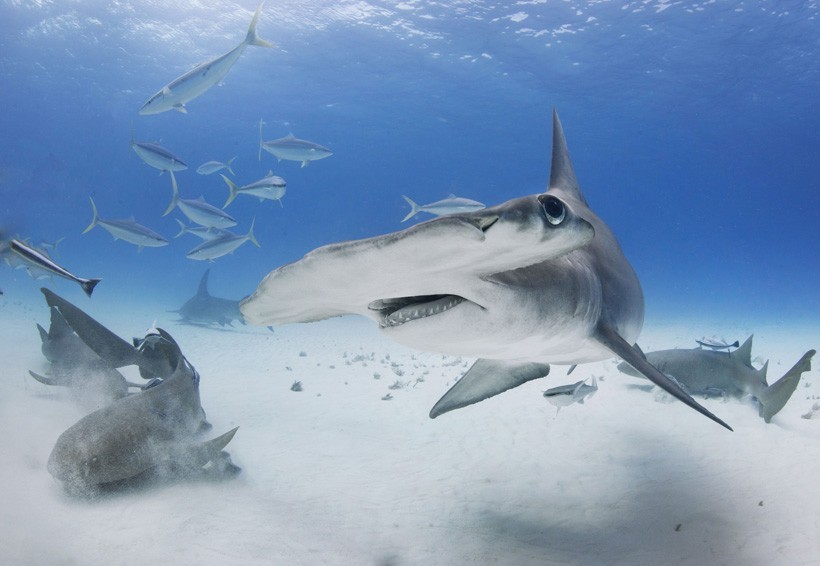 Great hammerheads do conduct a minimal level of communication through body language. Great Hammerhead turns with fins down