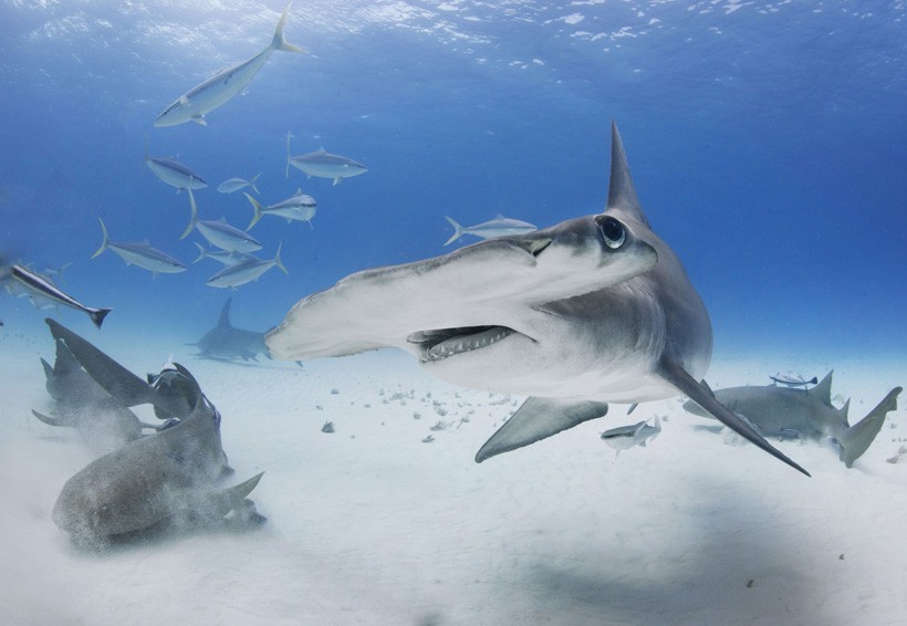 Great Hammerhead turns with fins down