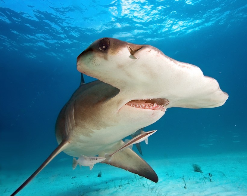 Great hammerhead shark the shallow sea