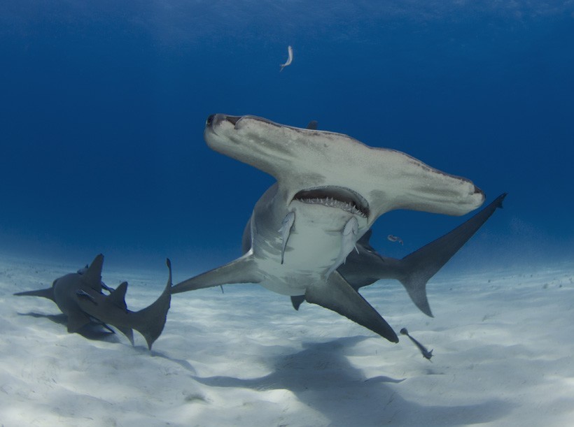 The great hammerheads inhabit tropical ocean waters. Great hammerhead shark swimming in shallow sea