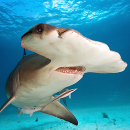 Great Hammerhead