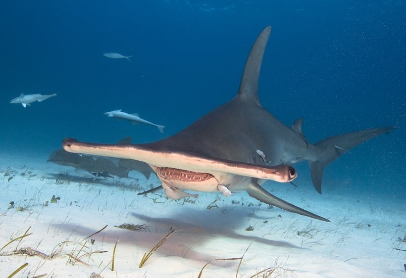 Great hammerhead sharks are an endangered species and hunting or harming them is considered illegal in many countries Great hammerhead with fish around its mouth