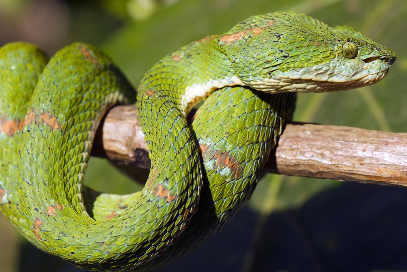 Green eyelash viper on branch