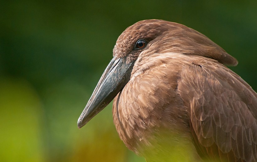 As the name suggests, the head of the bird combined with the back crest and curved bill superficially makes up the shape of a hammer. portrait of adult hamerkop bird, germany