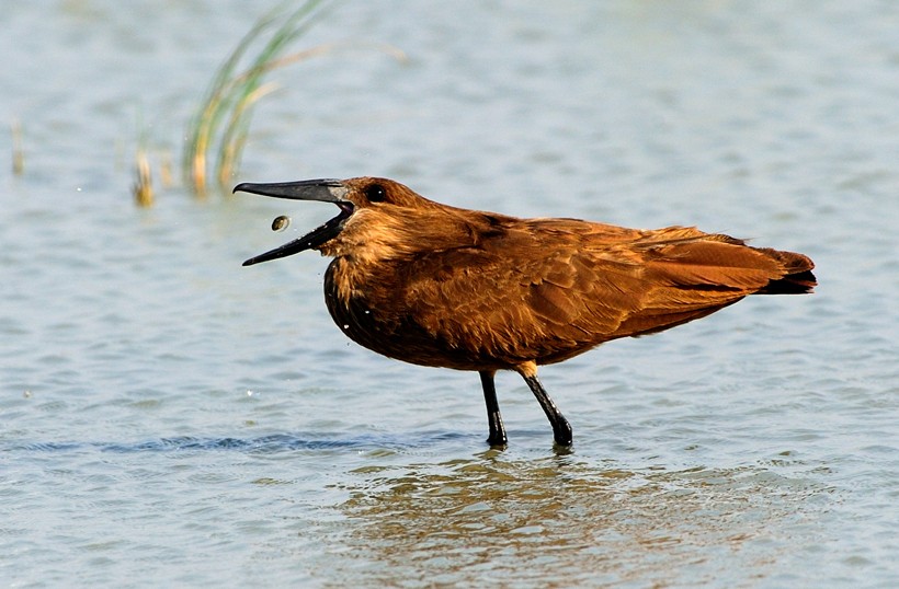 Being a carnivorous bird, the diet of the Hamerkop mostly includes amphibians. Hamerkop eating a tadpole