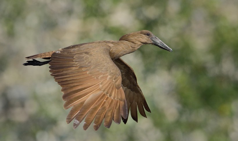During flight, the Hamerkop extends its neck outward like a Stork and coils its neck inward like a Heron. Hamerkop or Anvilhead flying in Southern Africa