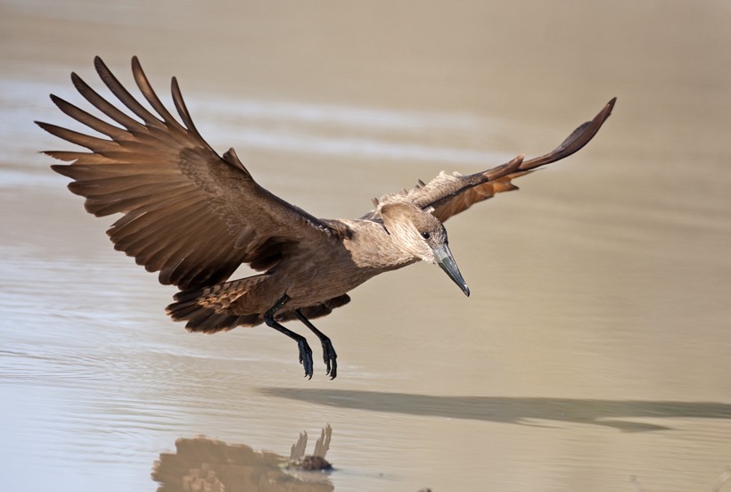 Hamerkops can be seen in most places with easy access to large water bodies. Hamerkop landing on the water, Kruger National Park, South Africa