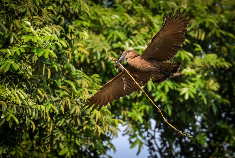 Hamerkops build huge nests that can be as wide as 1.5 meters (4.1 ft) across and consist of around 10,000 sticks. Hamerkop flying with a twig to build its nest, South Africa