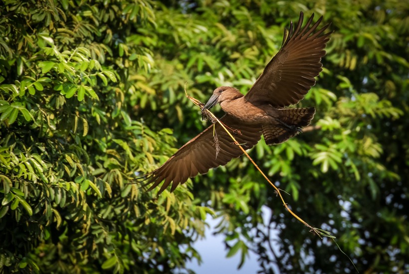 Hamerkop flying with a twig to build its nest, South Africa