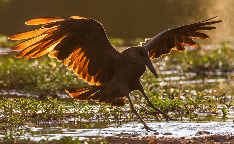 Hamerkop flying to land at river with light shining through wings