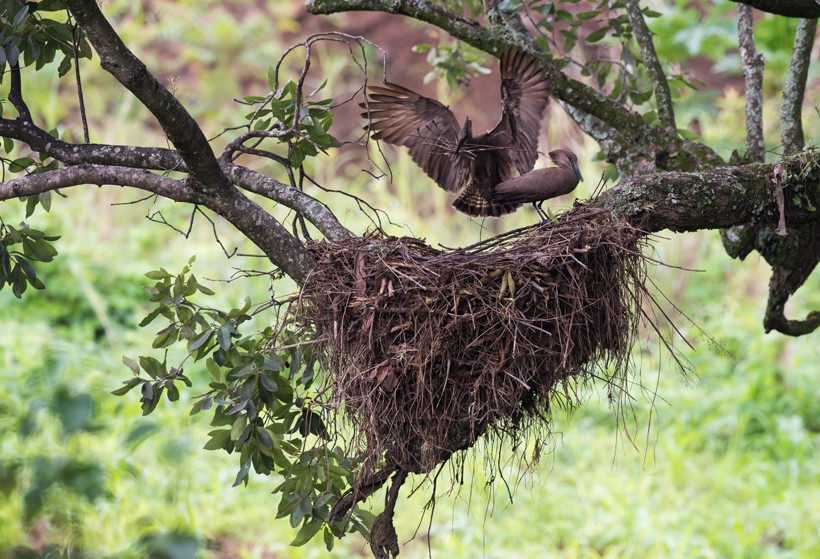 The entrances of these domed nests are small openings (13 – 18 cm wide) placed at the bottom which opens into a tunnel with a length of around 60 cm (24 inches) and finally into the nesting chamber. Hamerkops huge nest