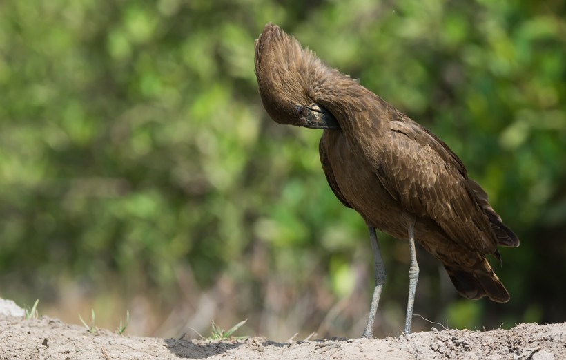 The species of Hamerkop is so peculiar that it has its own taxonomic family and genus of Scopidae and Scopus respectively. Hamerkop preening his neck