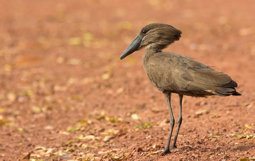 Hamerkop standing on a clay road