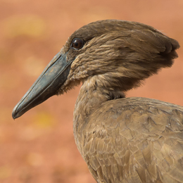 Hamerkop