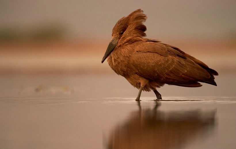 Hamerkops are widespread all across sub-Saharan Africa and parts of Madagascar. Hamerkop walking in shallow calm water during colorful sunset