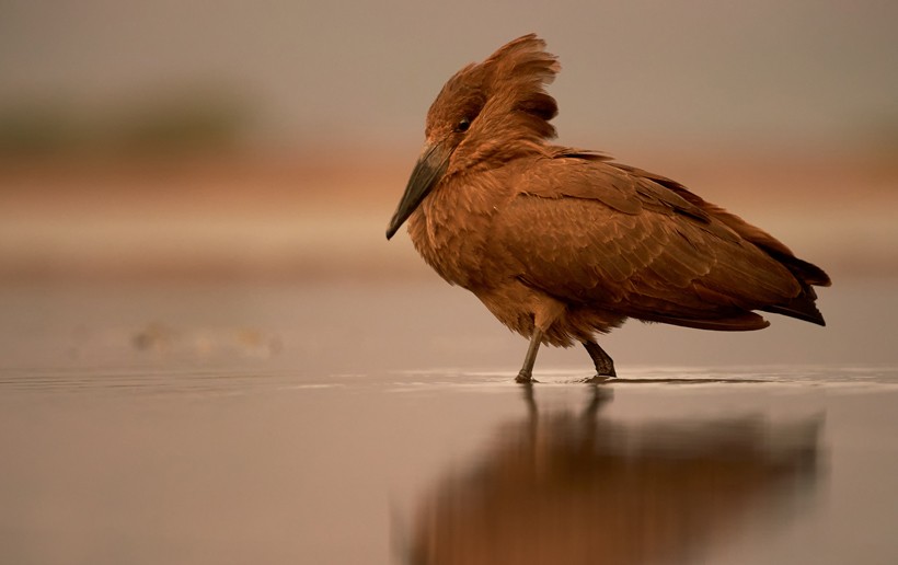 Hamerkop walking in shallow calm water during colorful sunset