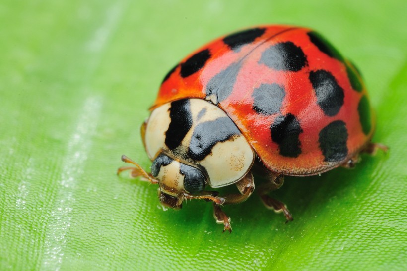 Harlequin ladybird