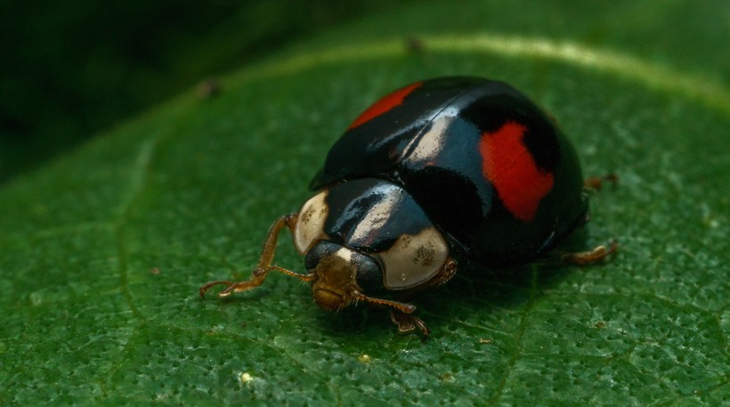 The conspicua variant of the harlequin ladybird is black and contain two red spots