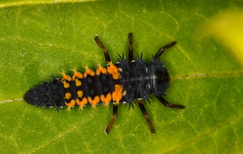 Harlequin ladybird larva