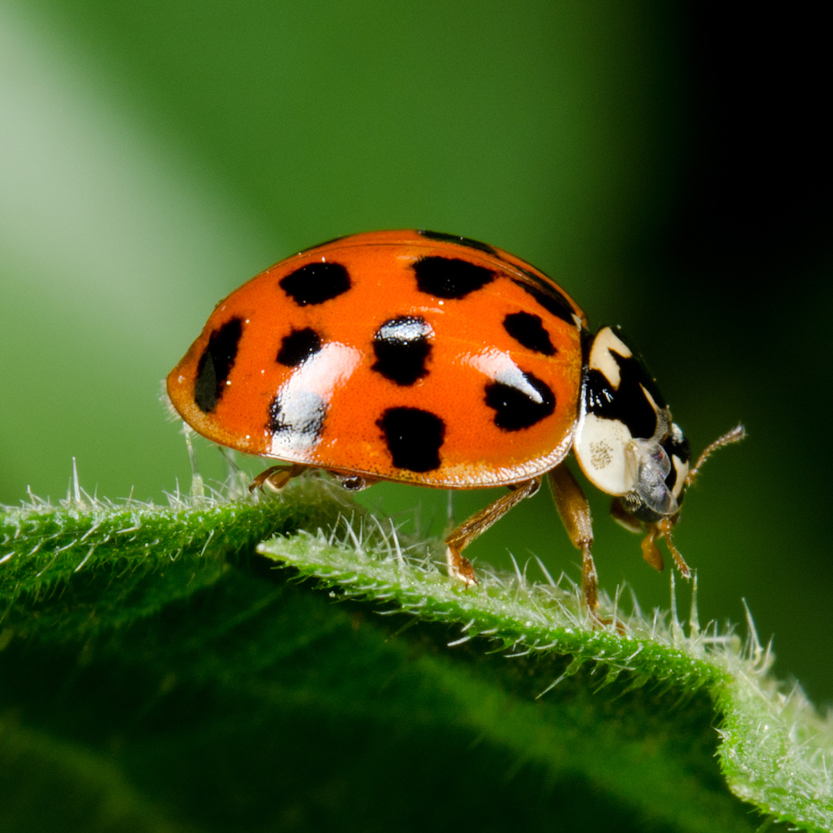 Ladybird Large