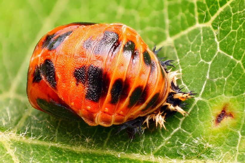 The pupa of harlequin ladybirds sticks to the leaves of trees and shrubs in their habitat