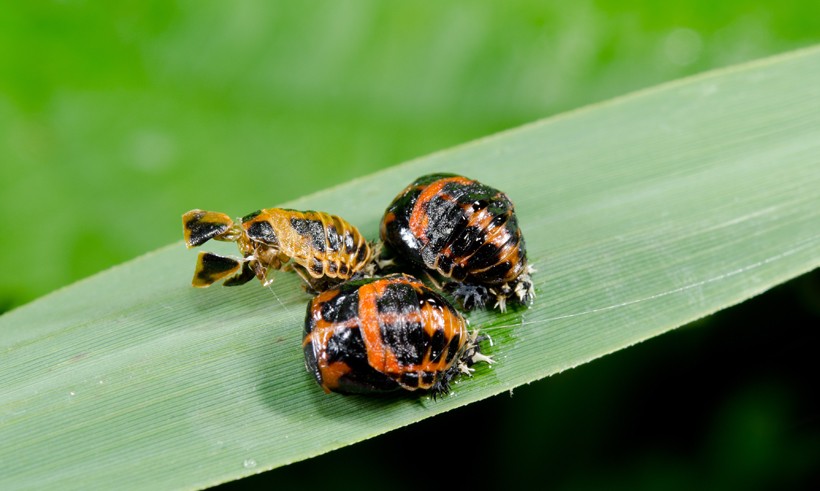 Cluster of harlequin ladybird pupae, on reed grass