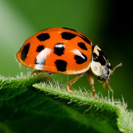 Harlequin Ladybird