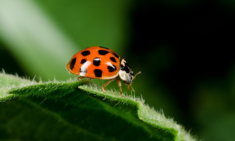 Harlequin ladybird walking on a leaf