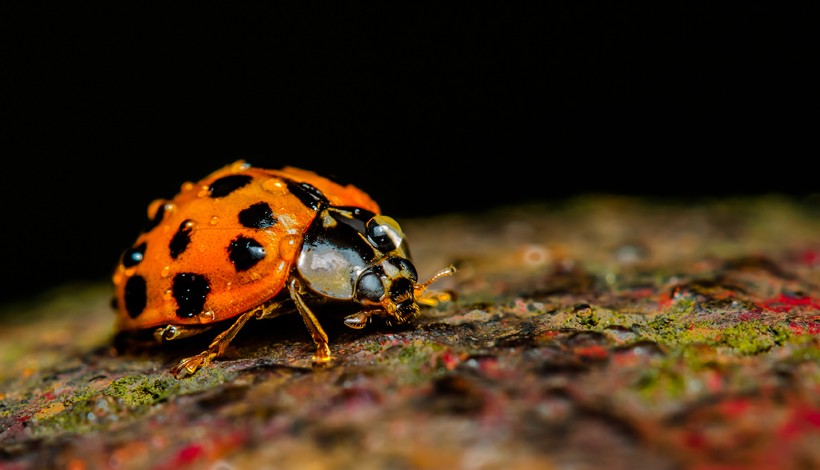 The Harmonia axyridis is more commonly known as the Harlequin ladybird, as they occur in varying color patterns.