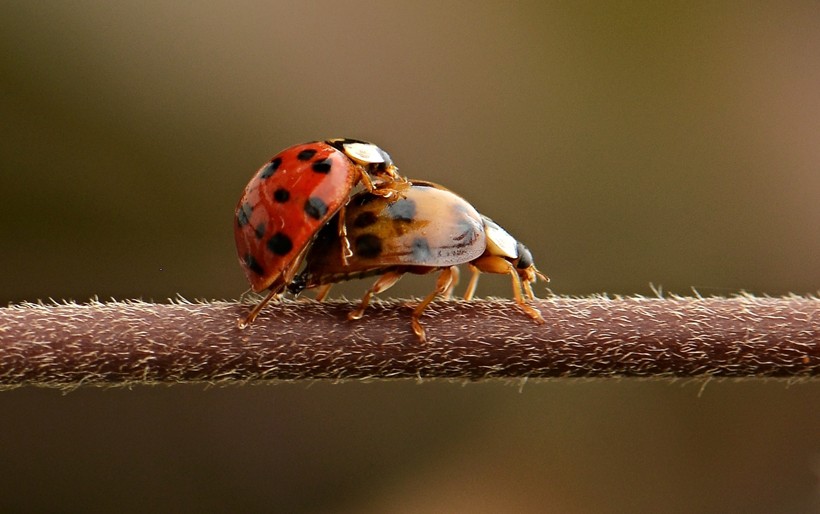 Harlequin ladybirds mating