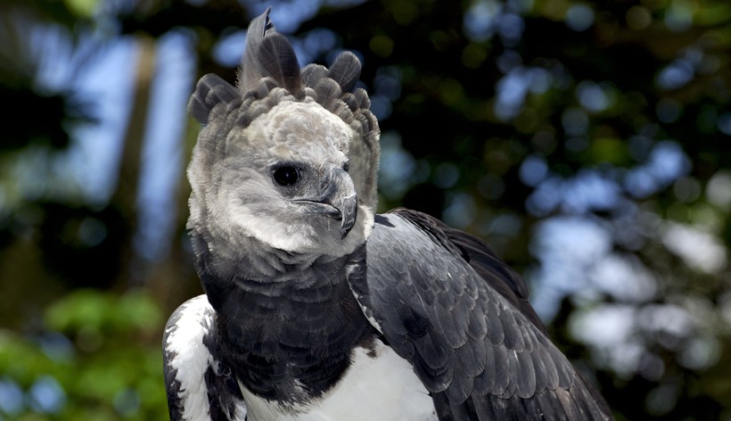 The Harpy Eagle is native to the south and central Americas