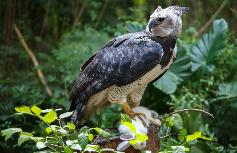 Harpy Eagle talons are capable of shattering the bones of its prey. Harpy Eagle eating a bunny