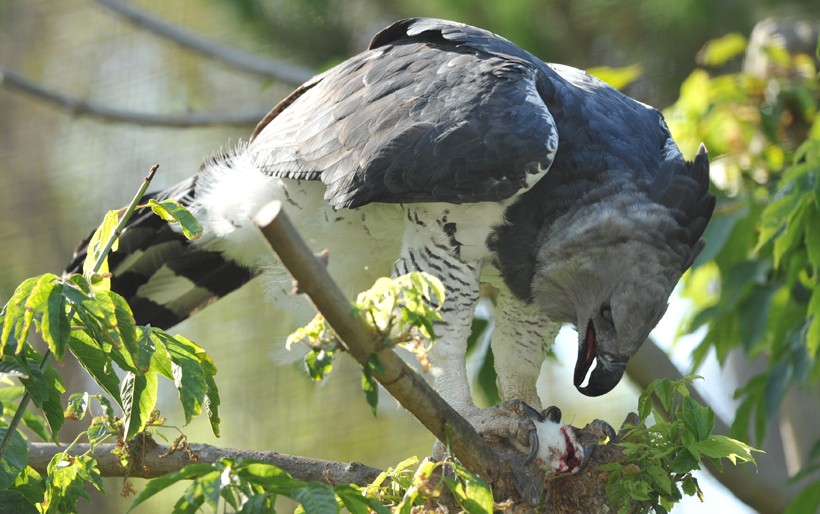 Harpy eagle feeding on a mouse