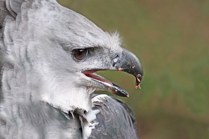 Male harpy eagle, panama